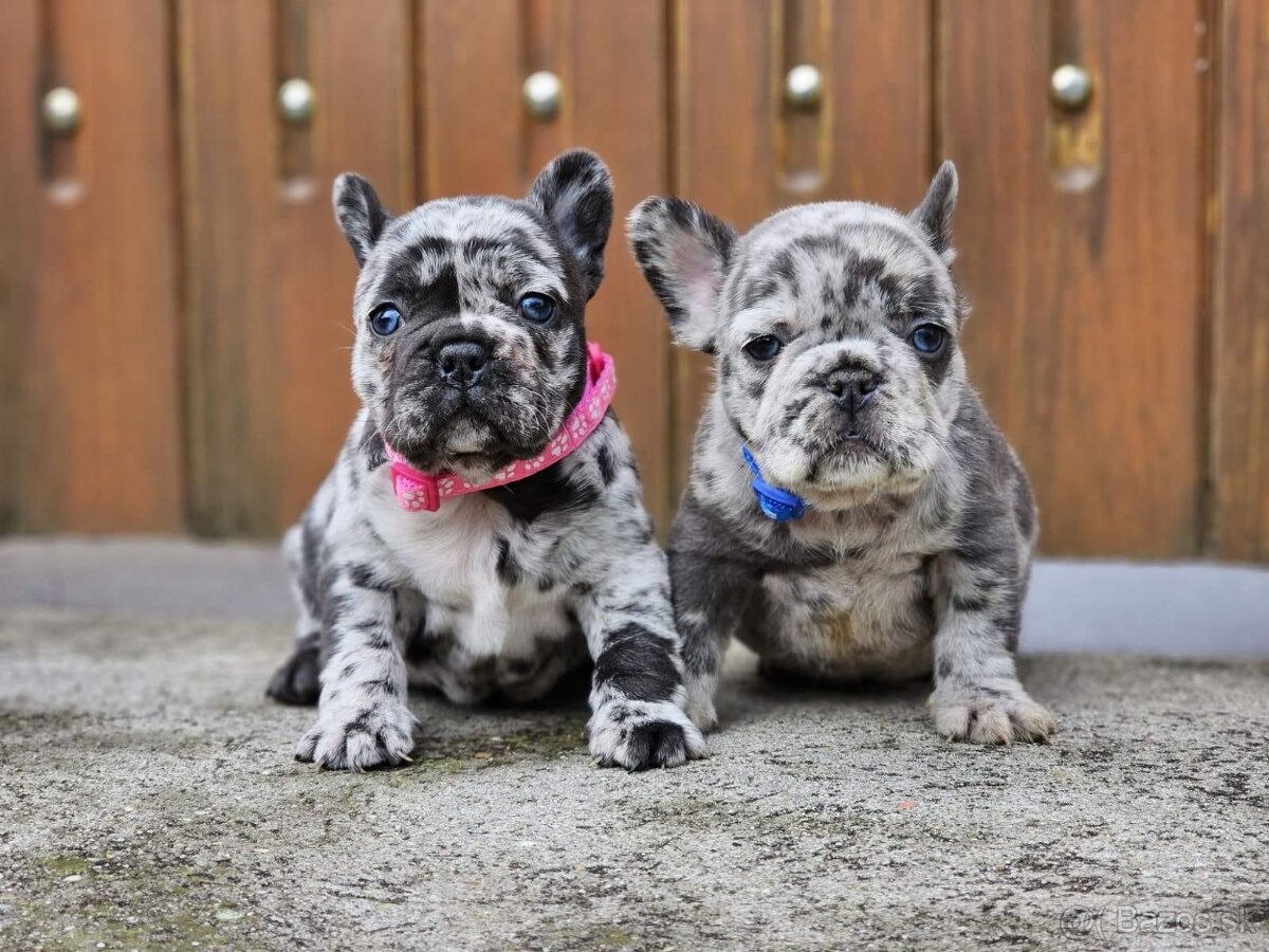 Francúzsky buldoček modrý merle