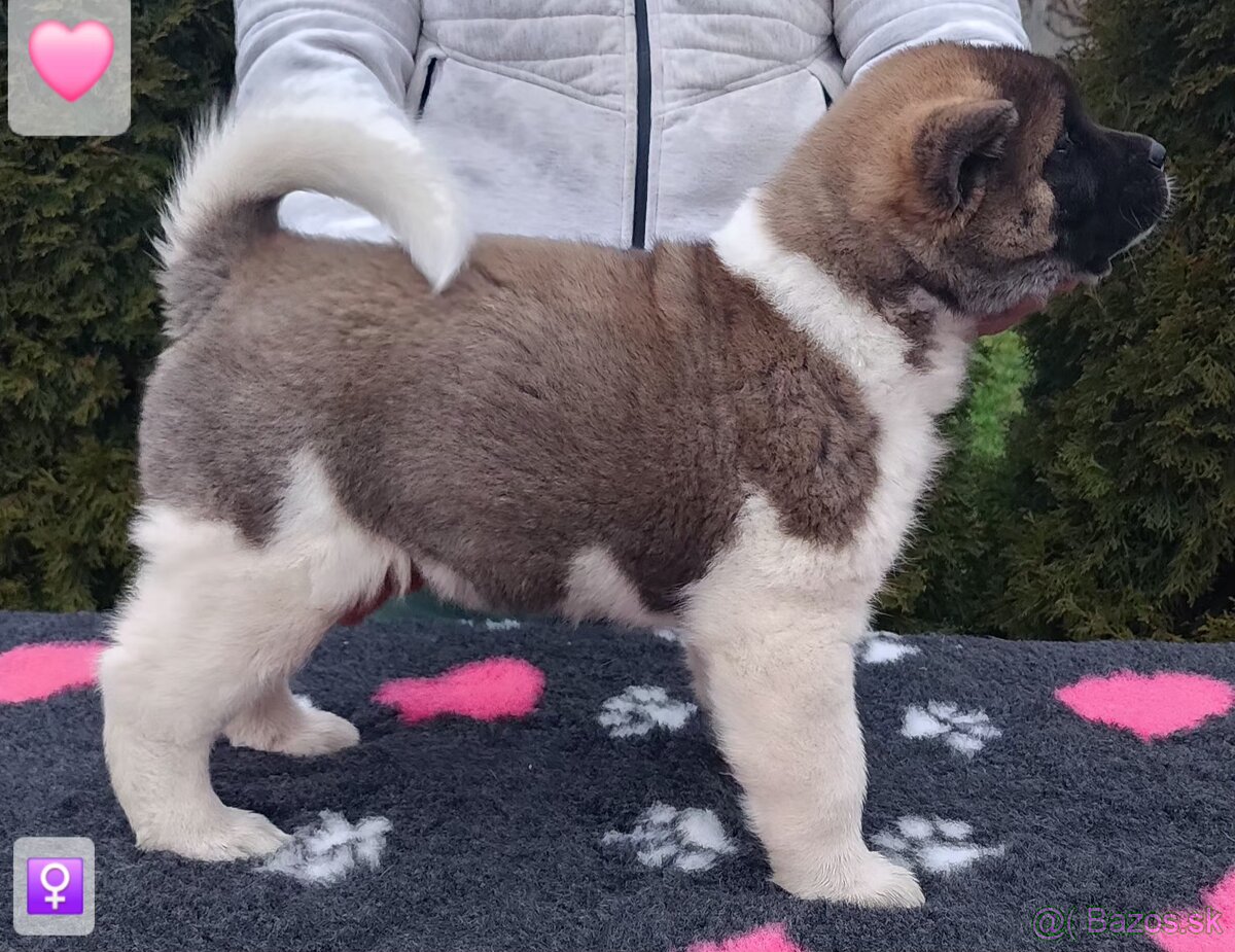 Americká akita (American akita) s PP