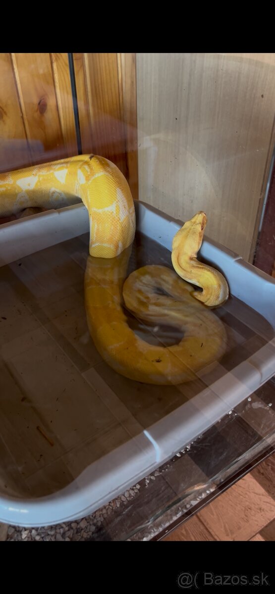 Boa