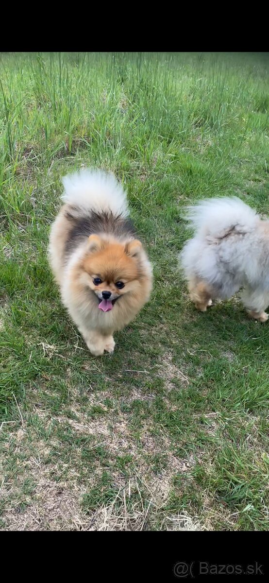 Pomeranian