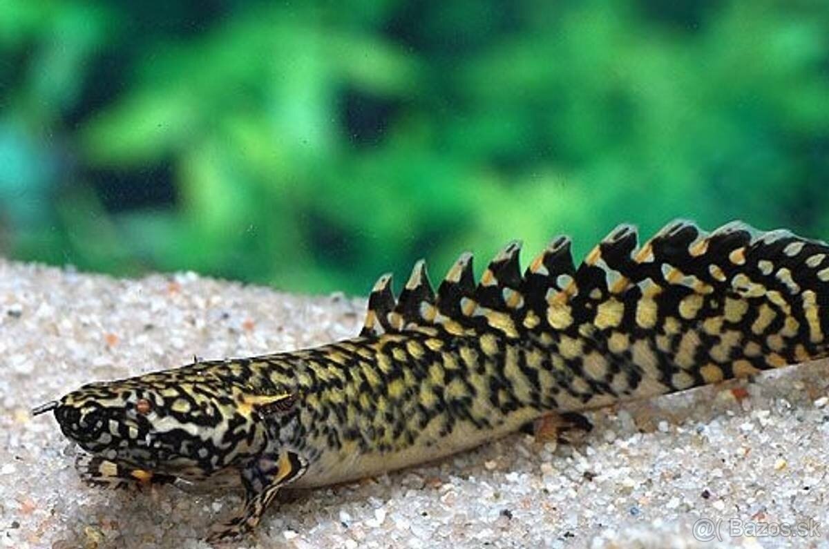 Polypterus ornatipinnis