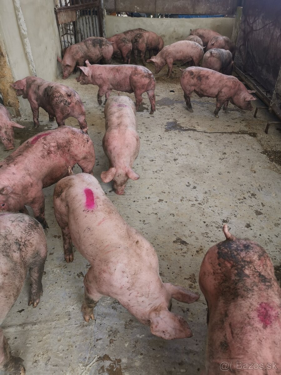 Predám odstavcata.