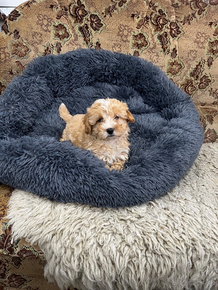 Maltipoo