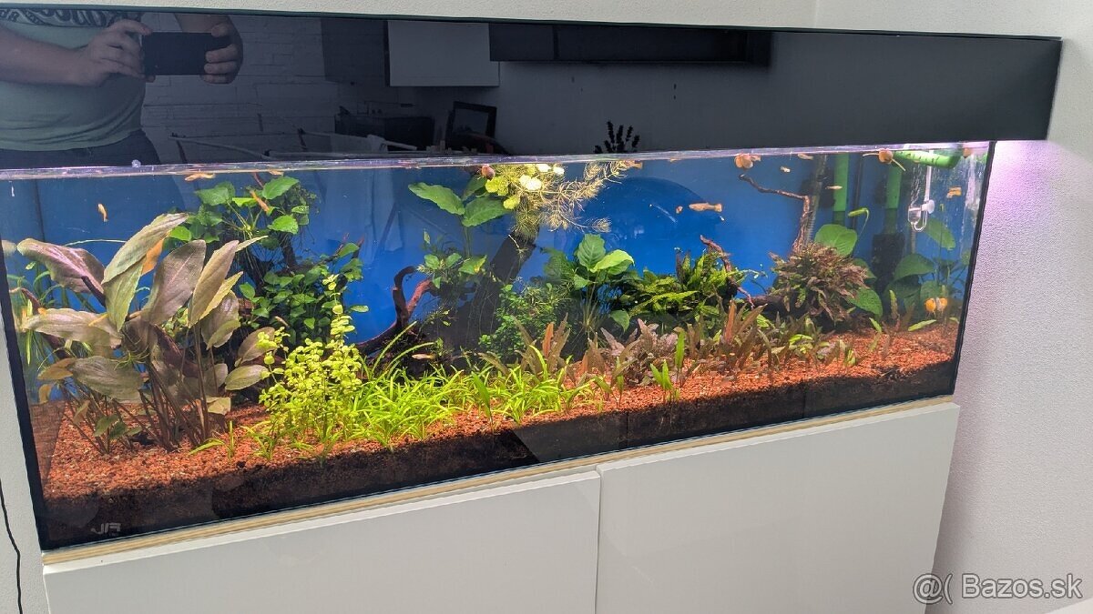 Ryby:Caridina Japonica XL, Gupka Sunset, Mrenka siamska