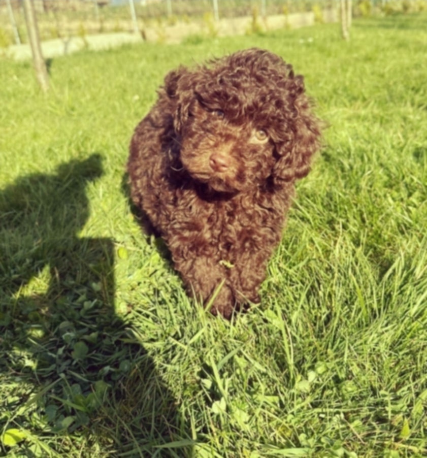 Pudel Toy