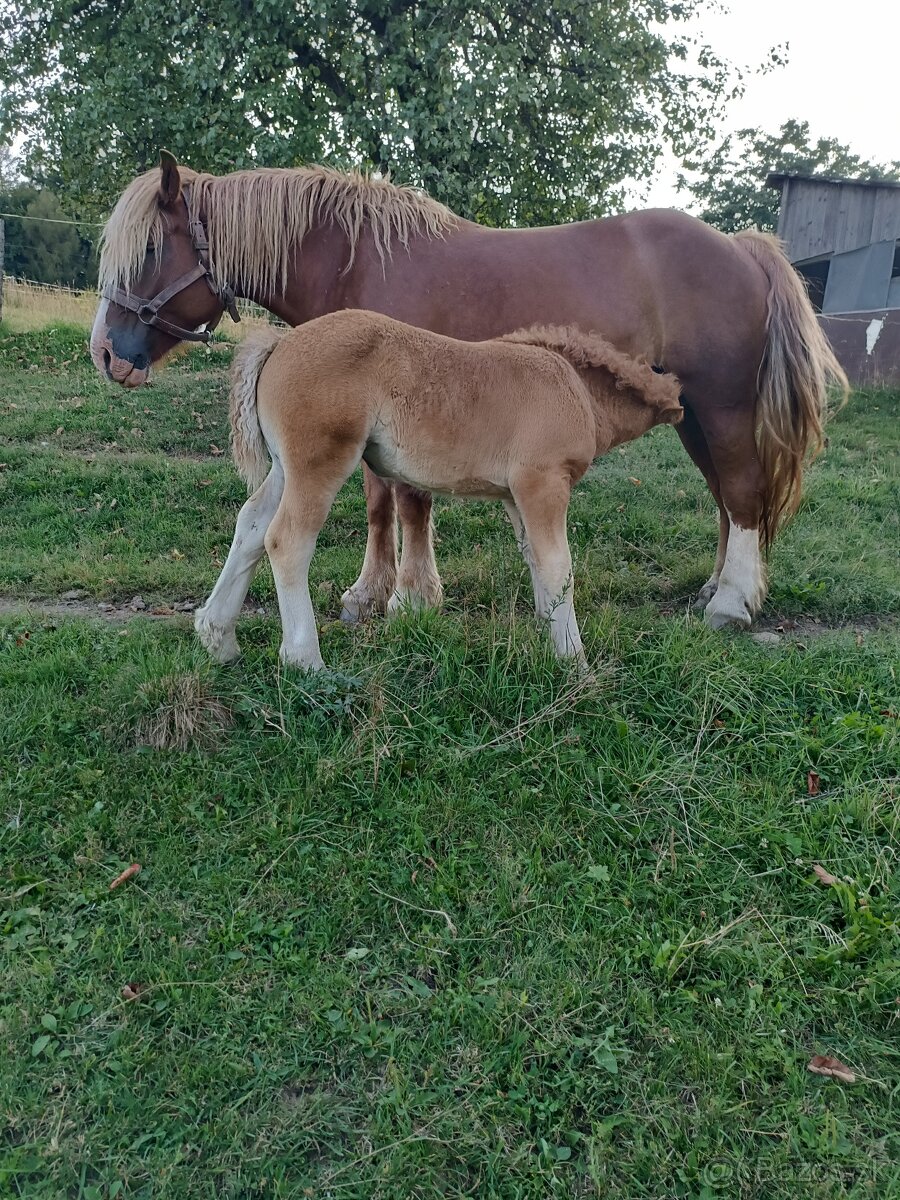 Predám ťažnu kobylu