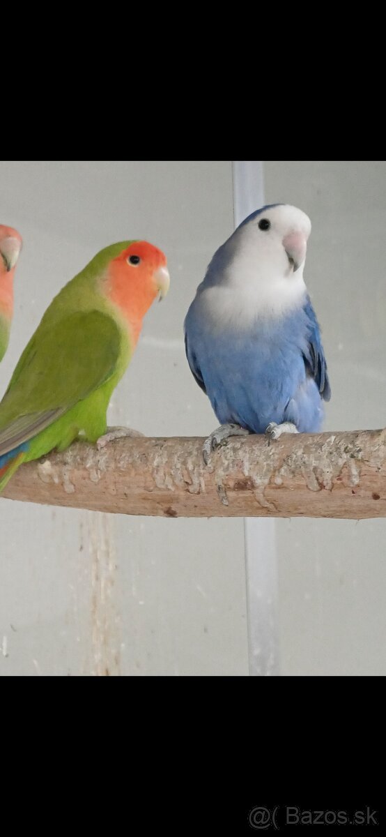 Agapornis ruzovohrdly