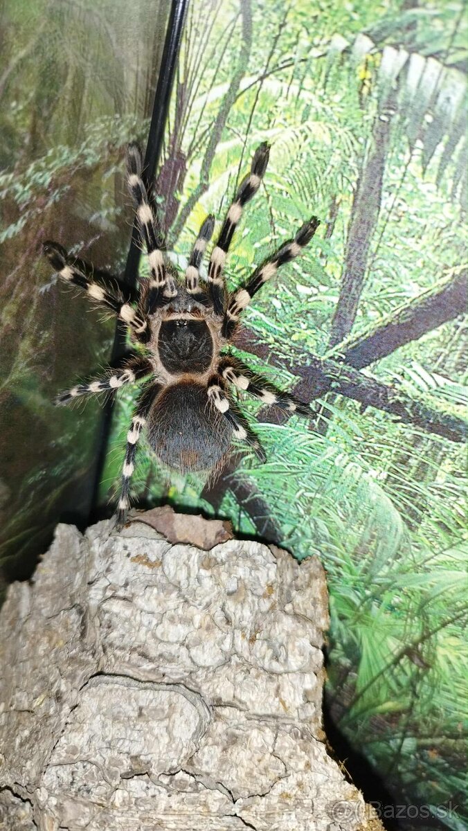 🕷️ Darujem terarium v cene vtackara