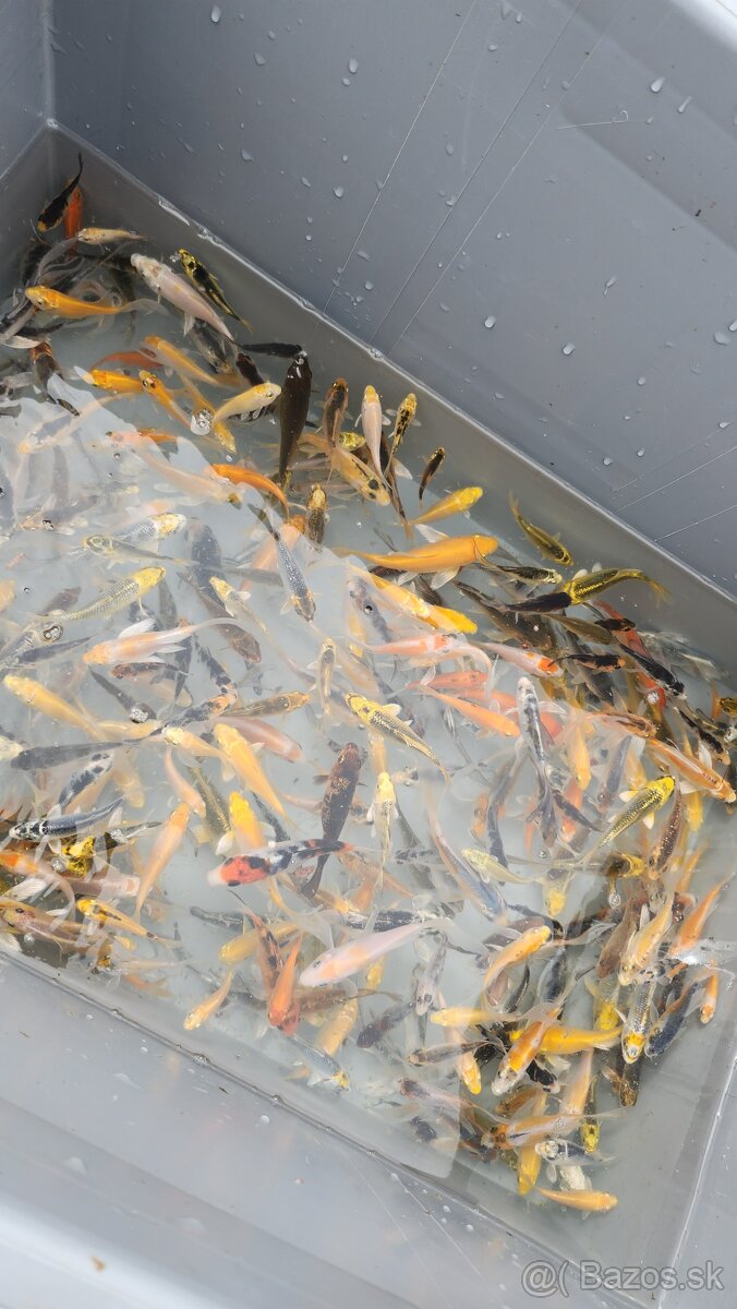 Predám Japonské butterfly koi kapre