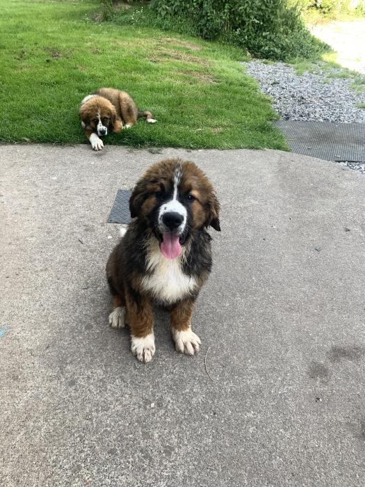 Samec a samica šteniatok bernardína na adopciu