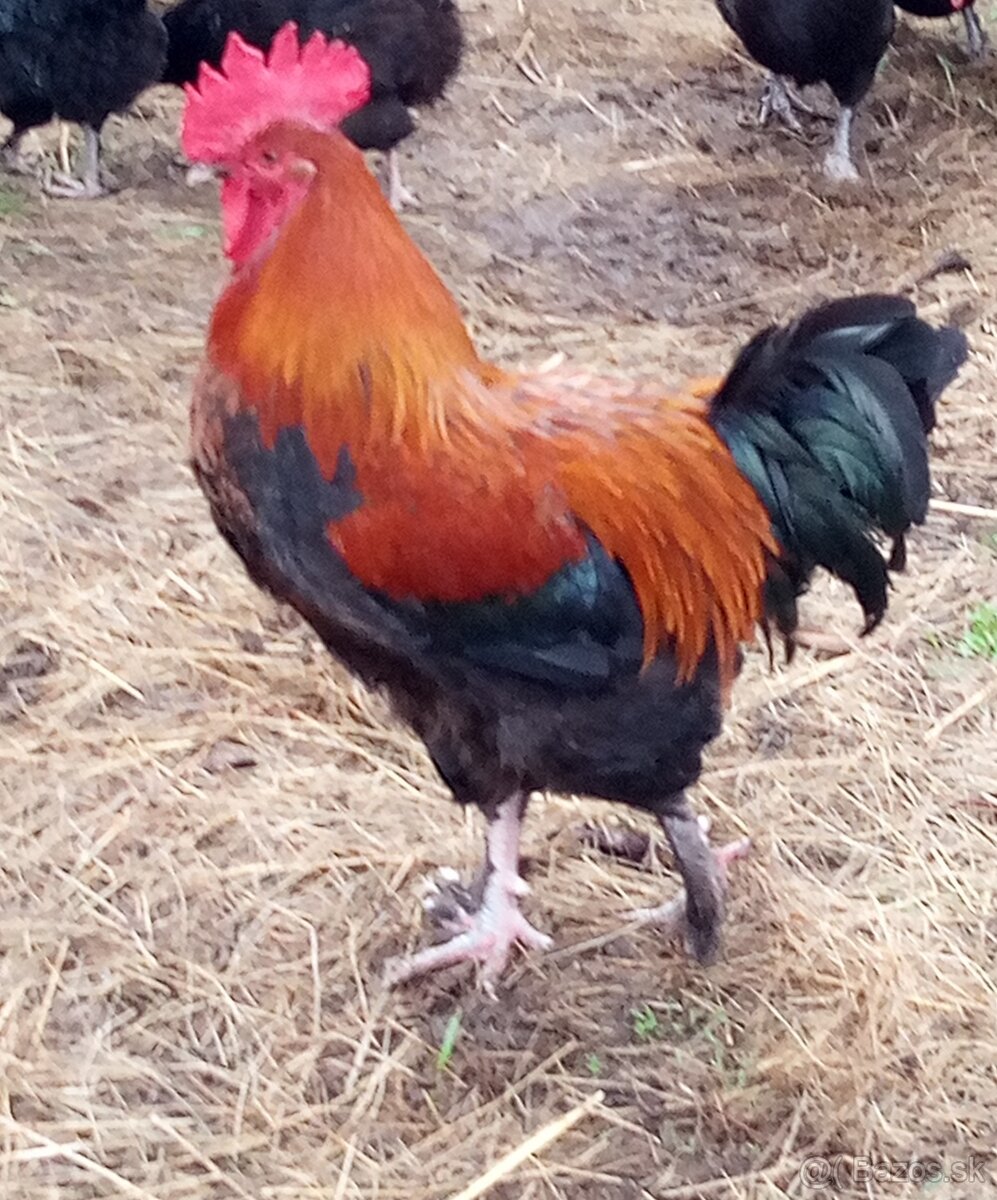 NV tmavohnedé Marans