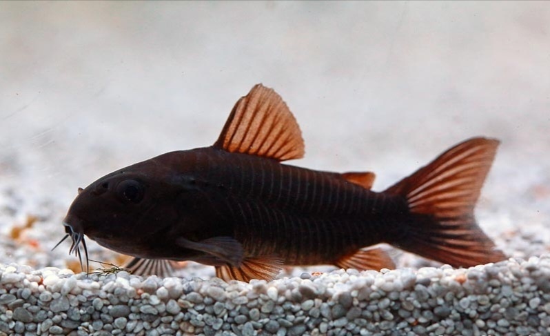 ‼️Corydoras Venezuela Black ‼️