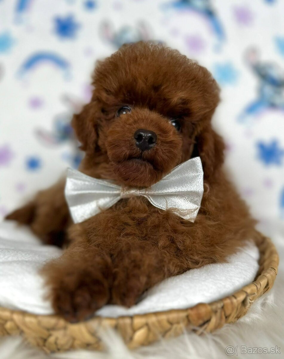 Pudel toy/Pudlík toy - red brown psíček
