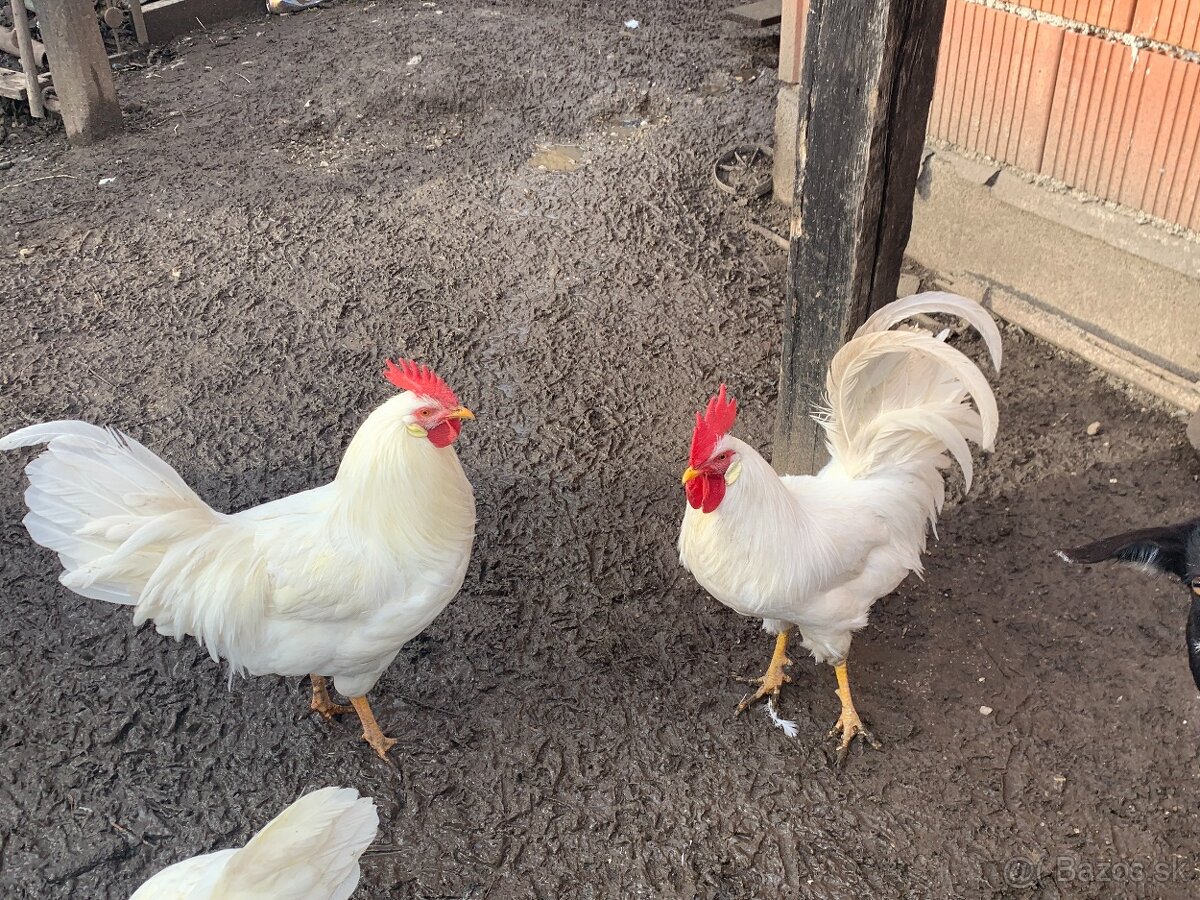 Kohúty Leghorn