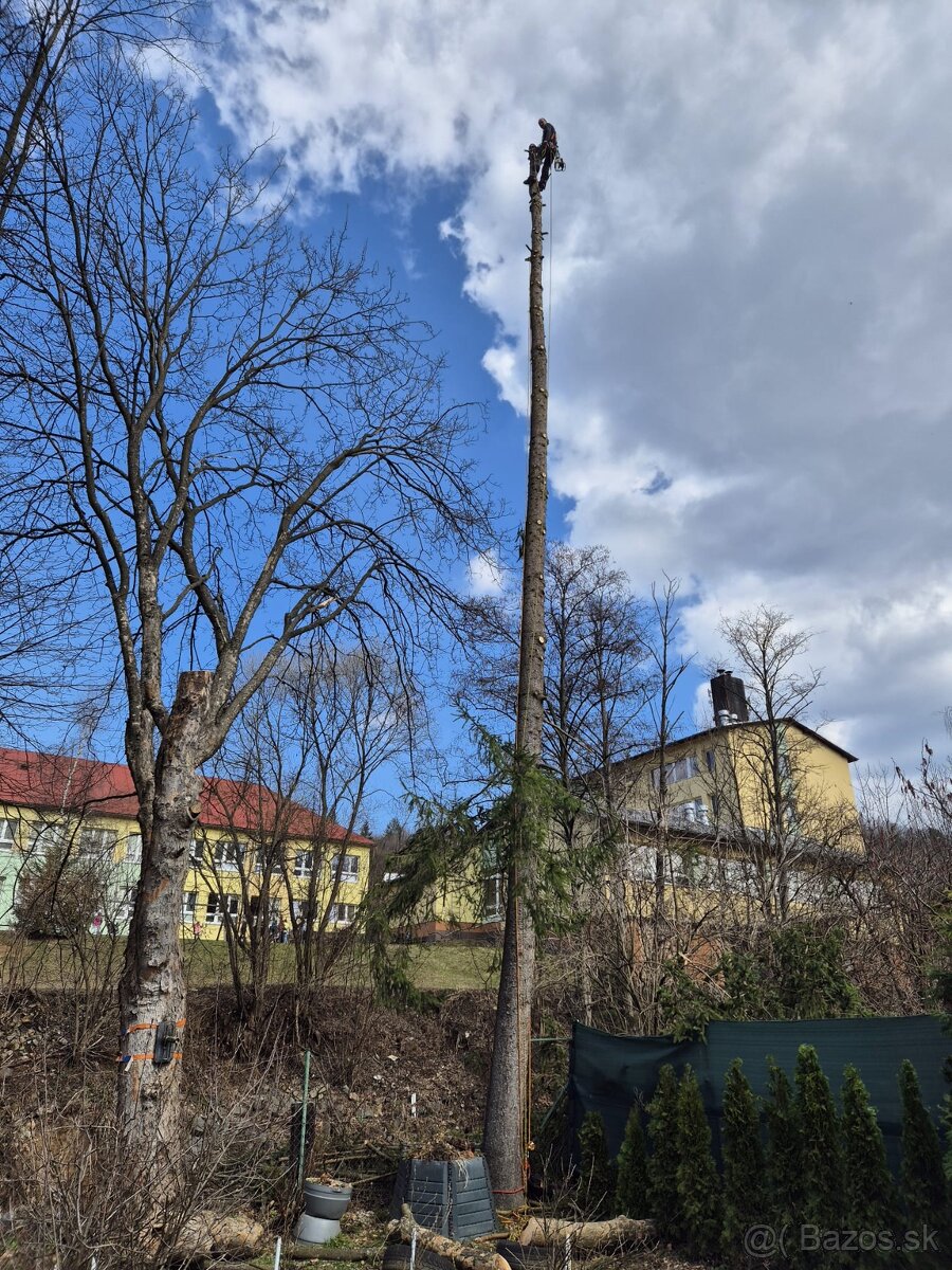 Výrub rizikových stromov