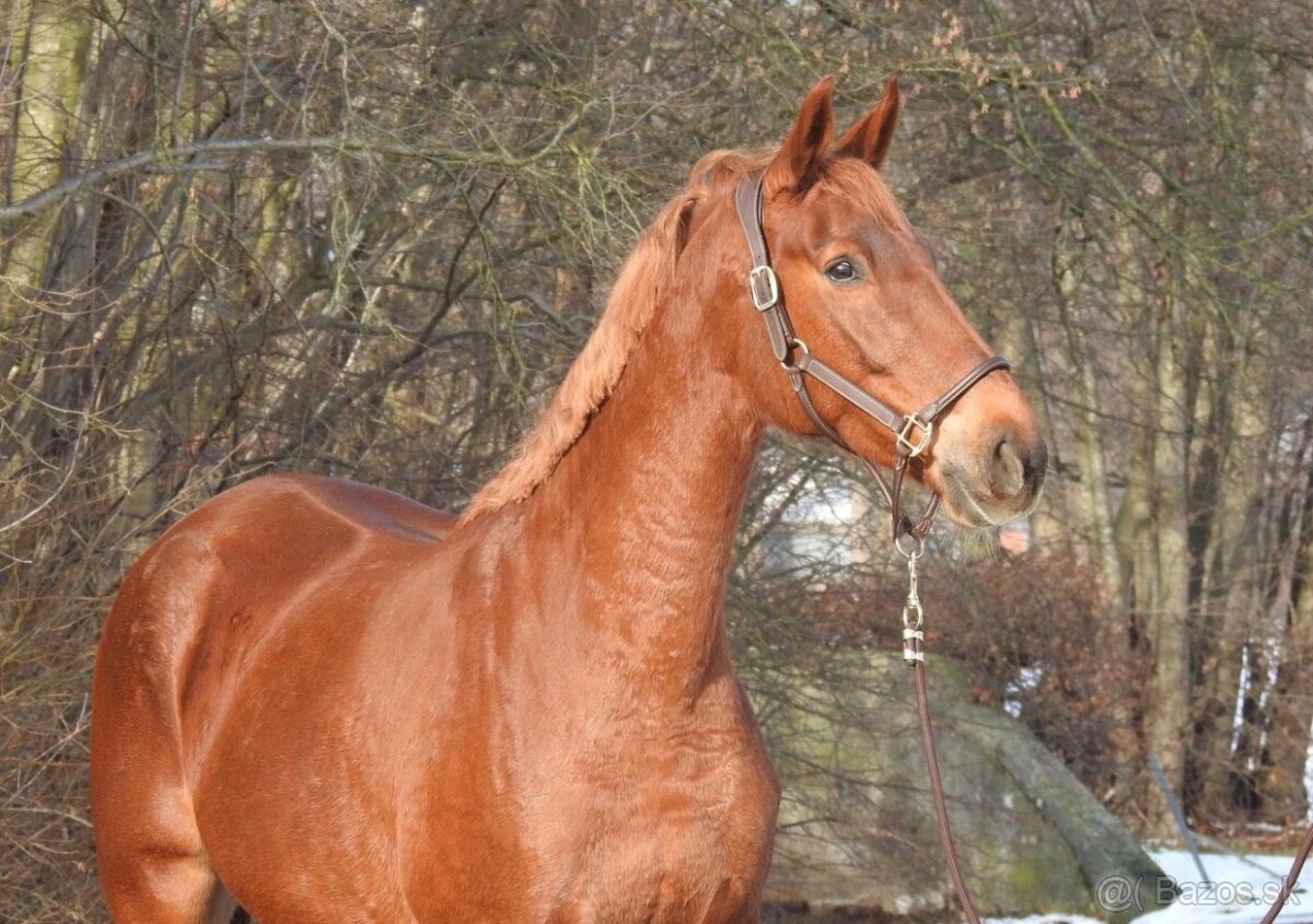 Prodám westfalskou kobylu s top původem