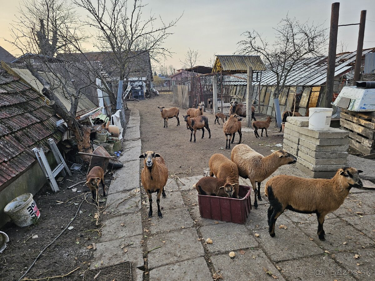 Kamerunske ovce na predaj