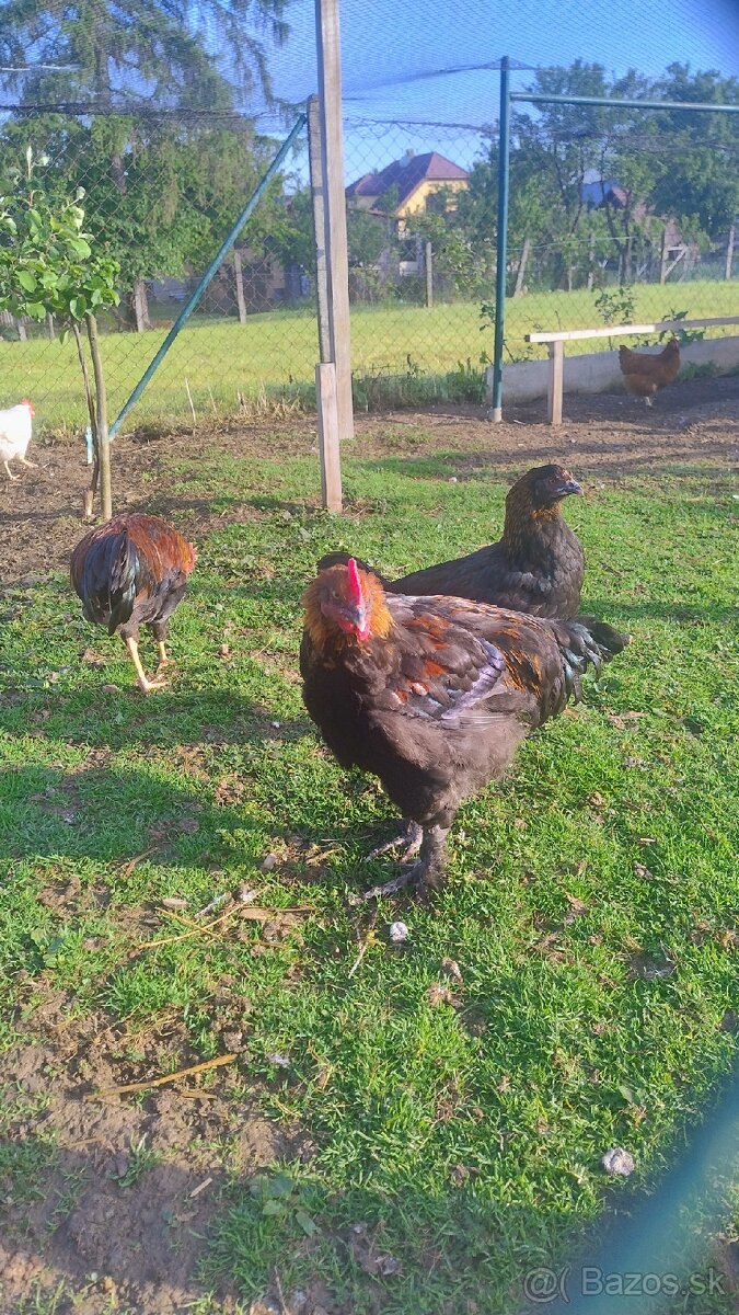 Kohút plemena Marans