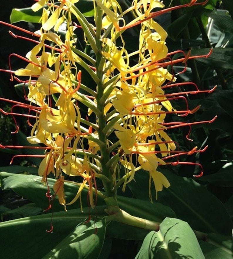 Hedychium gardnerianum - Zázvor Kahili