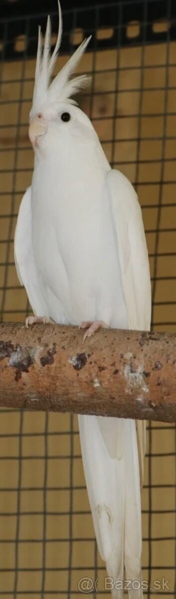 Korely albino