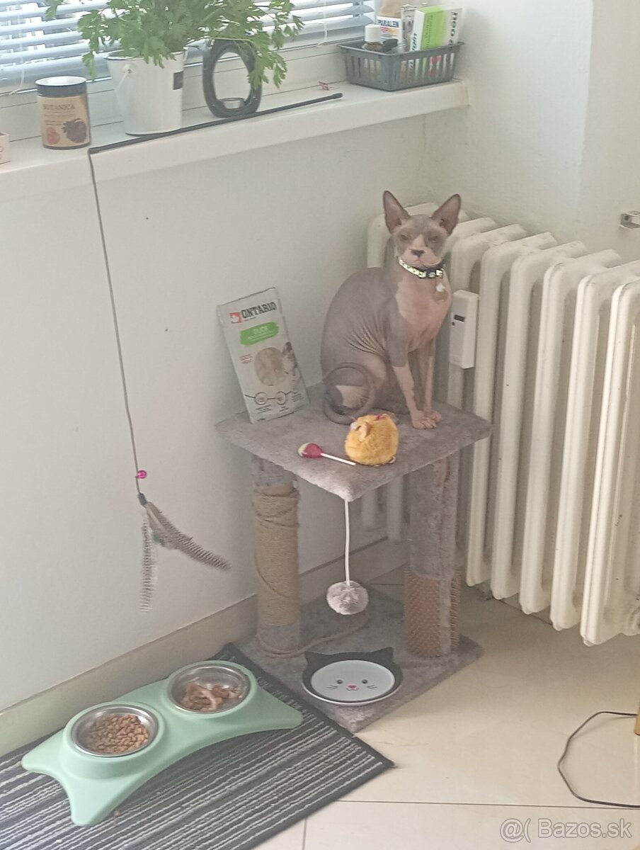 Sphynyx