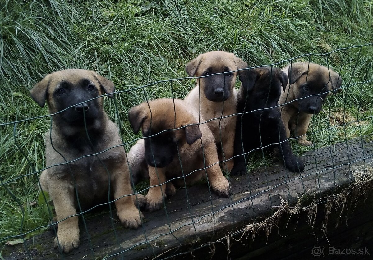 Belgický ovčiak-malinois bez PP
