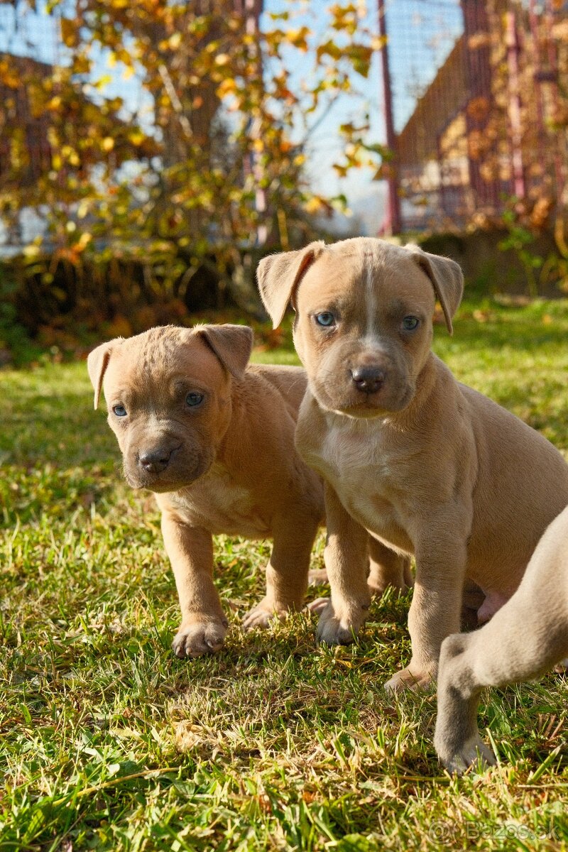 Americký stafordšírsky teriér