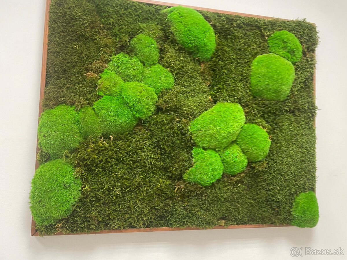 Machovy obraz - pravy mach o ktory sa netreba starat