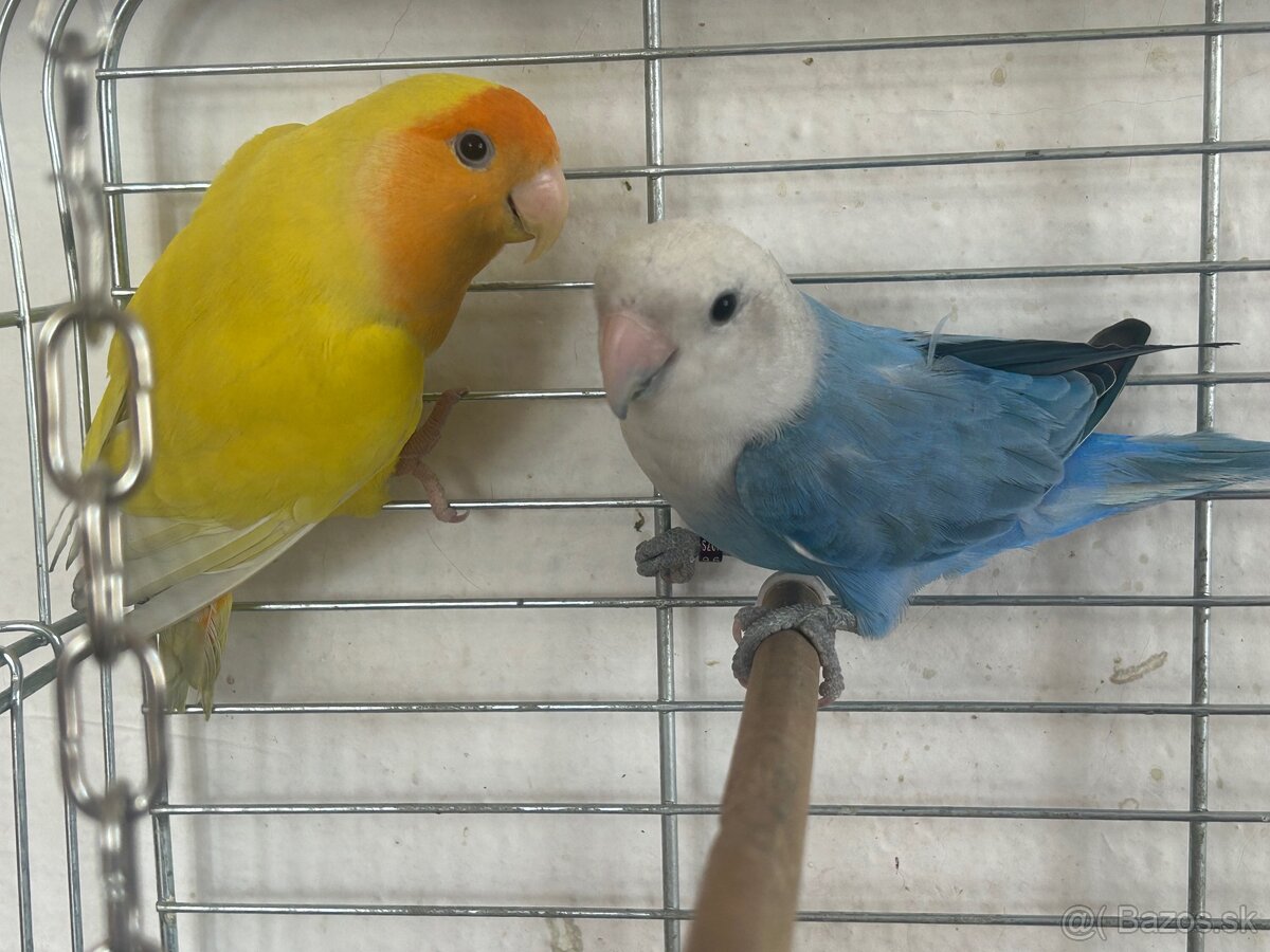 Agapornis zlty - samicka