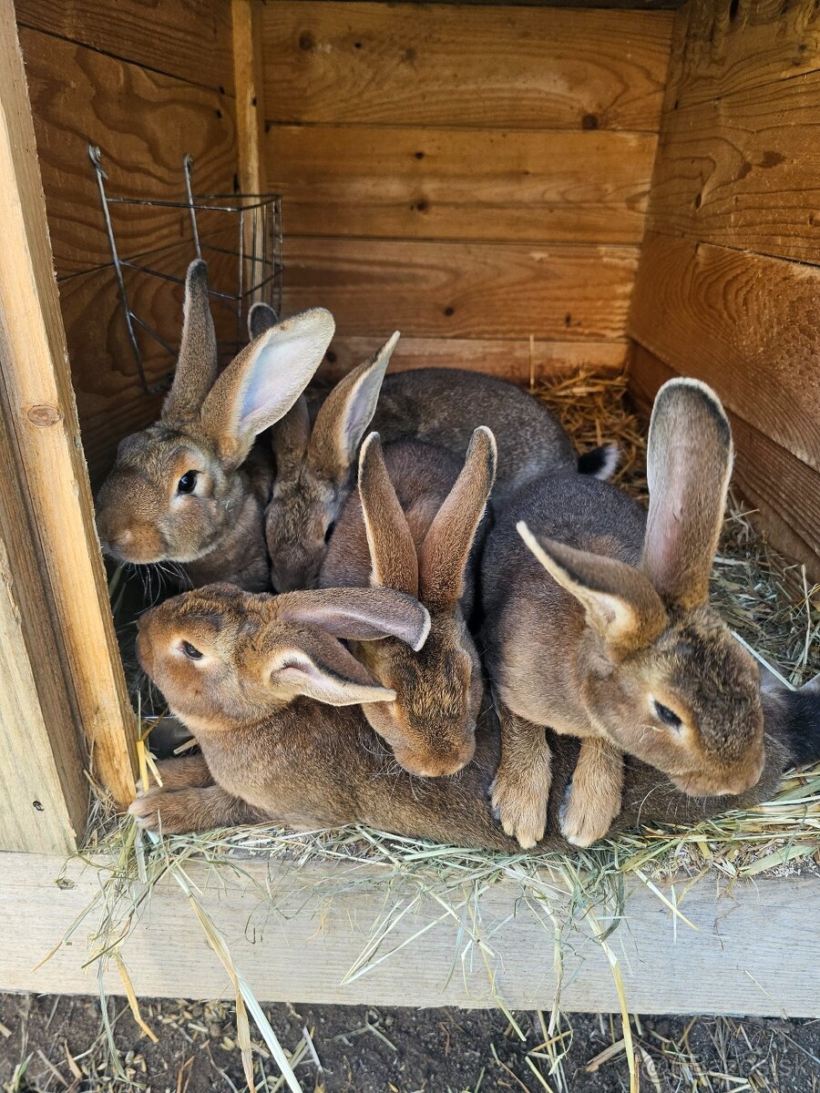 Kraliky