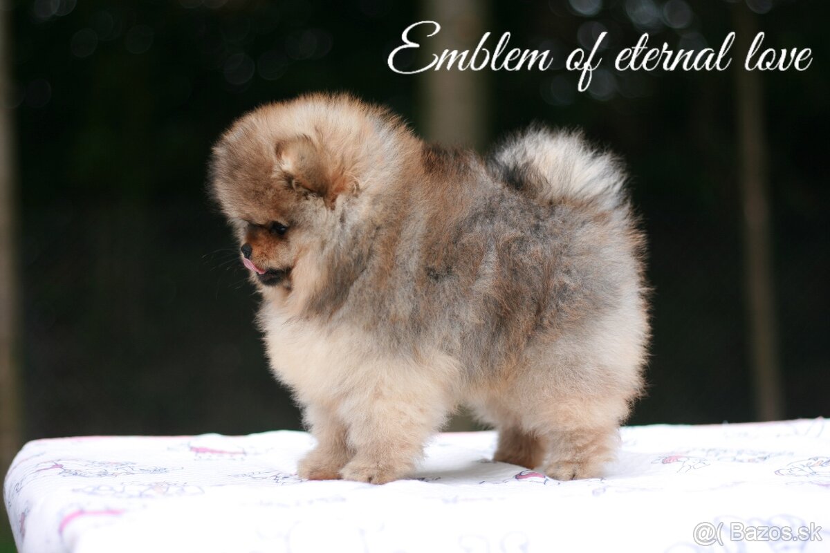 Pomeranian FCI