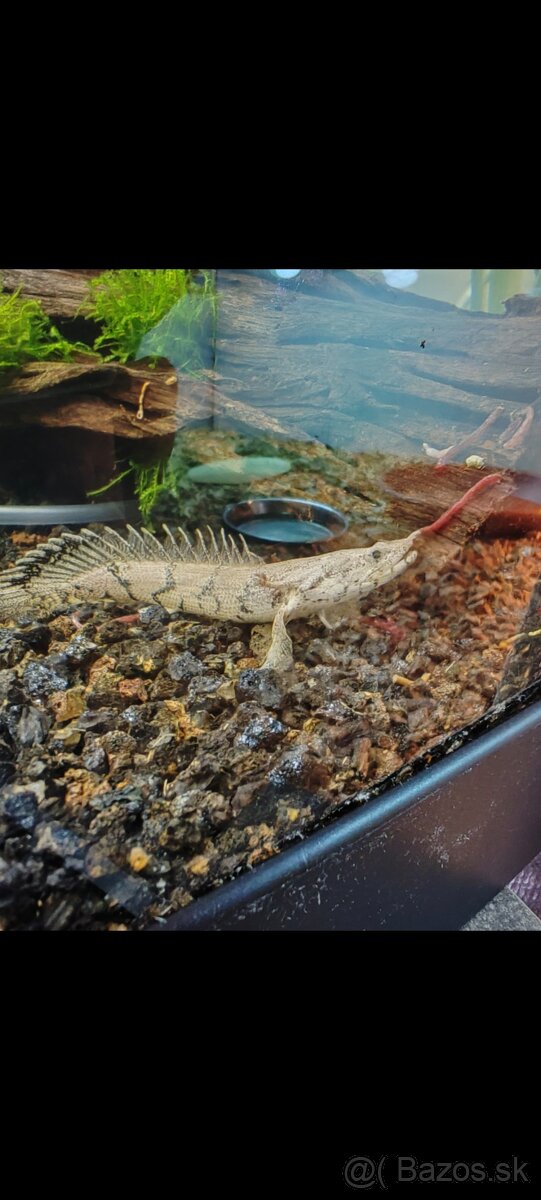 Bichir endlicheri DARUJEM