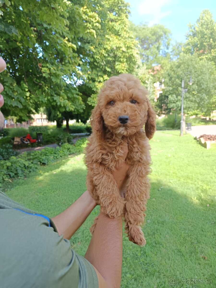 Cavapoo