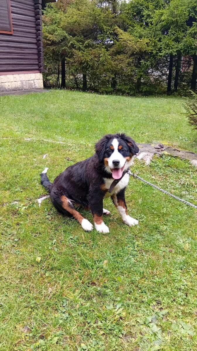 Salašnicky bernardin