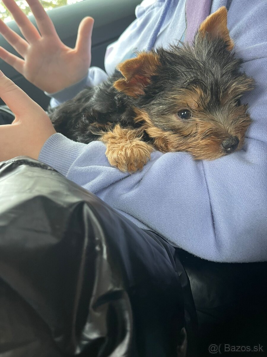 Predám šteniatko yorkshyra