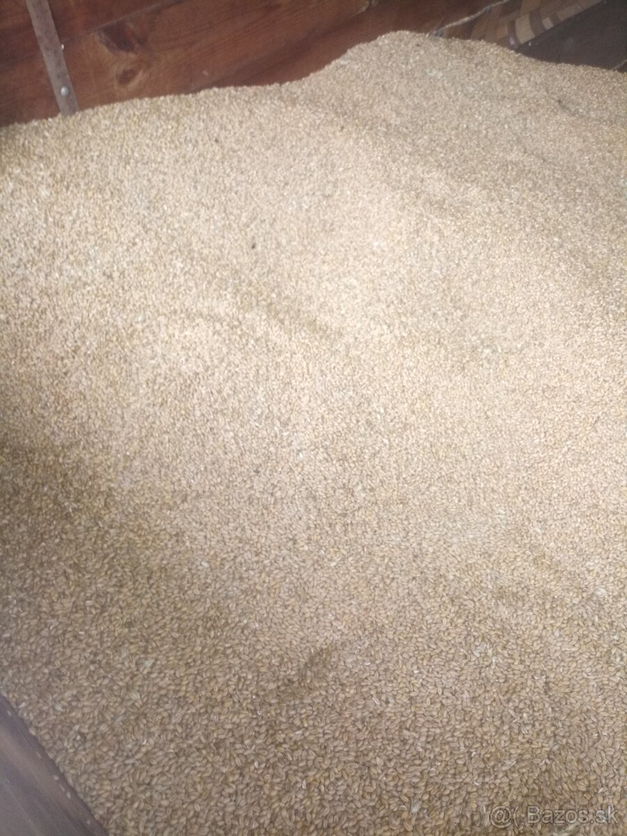 Predam pšenicu 2025