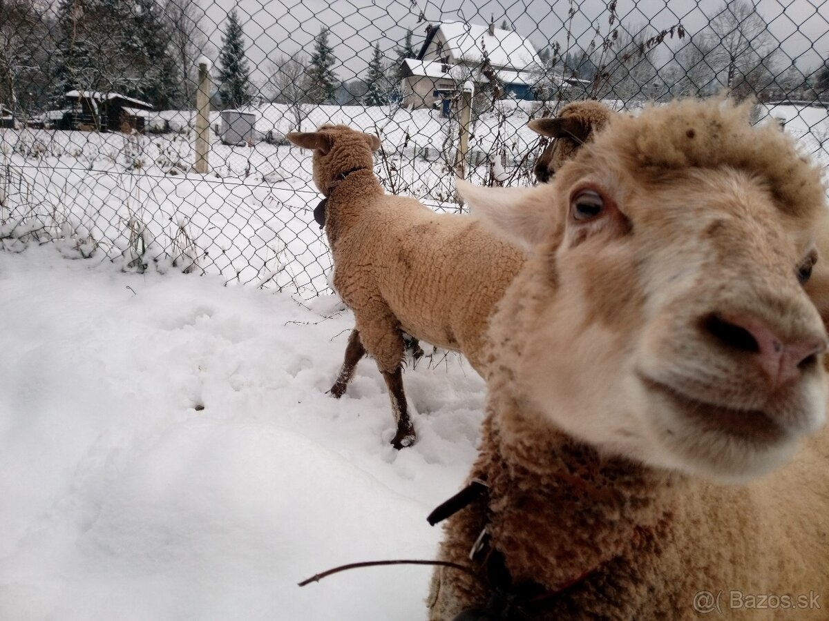 Predám dve mladé ovečky.