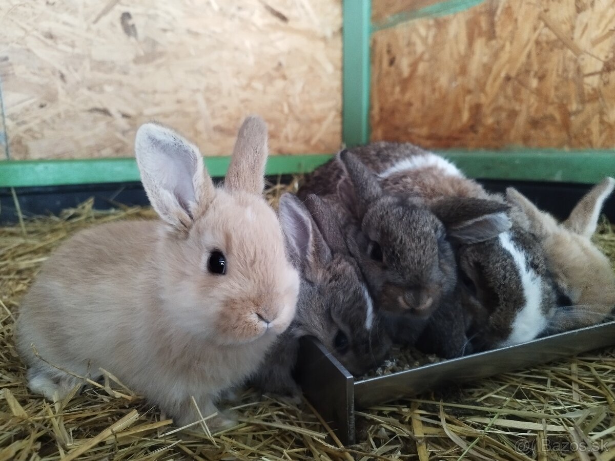 Minilop zakrsly baranček