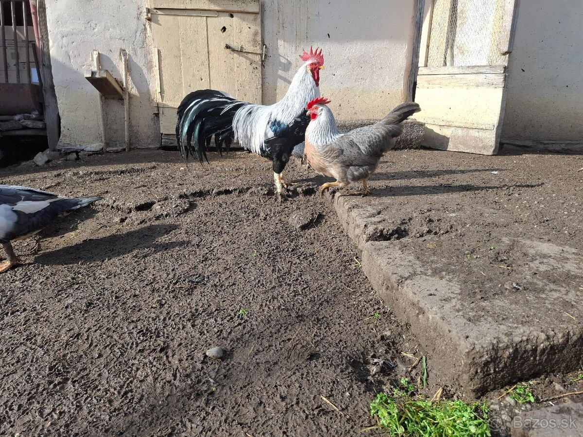 Násadove vajička-Vlaška Strieborná