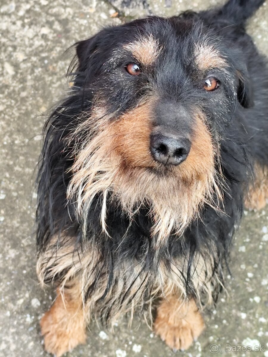 Jagdterrier