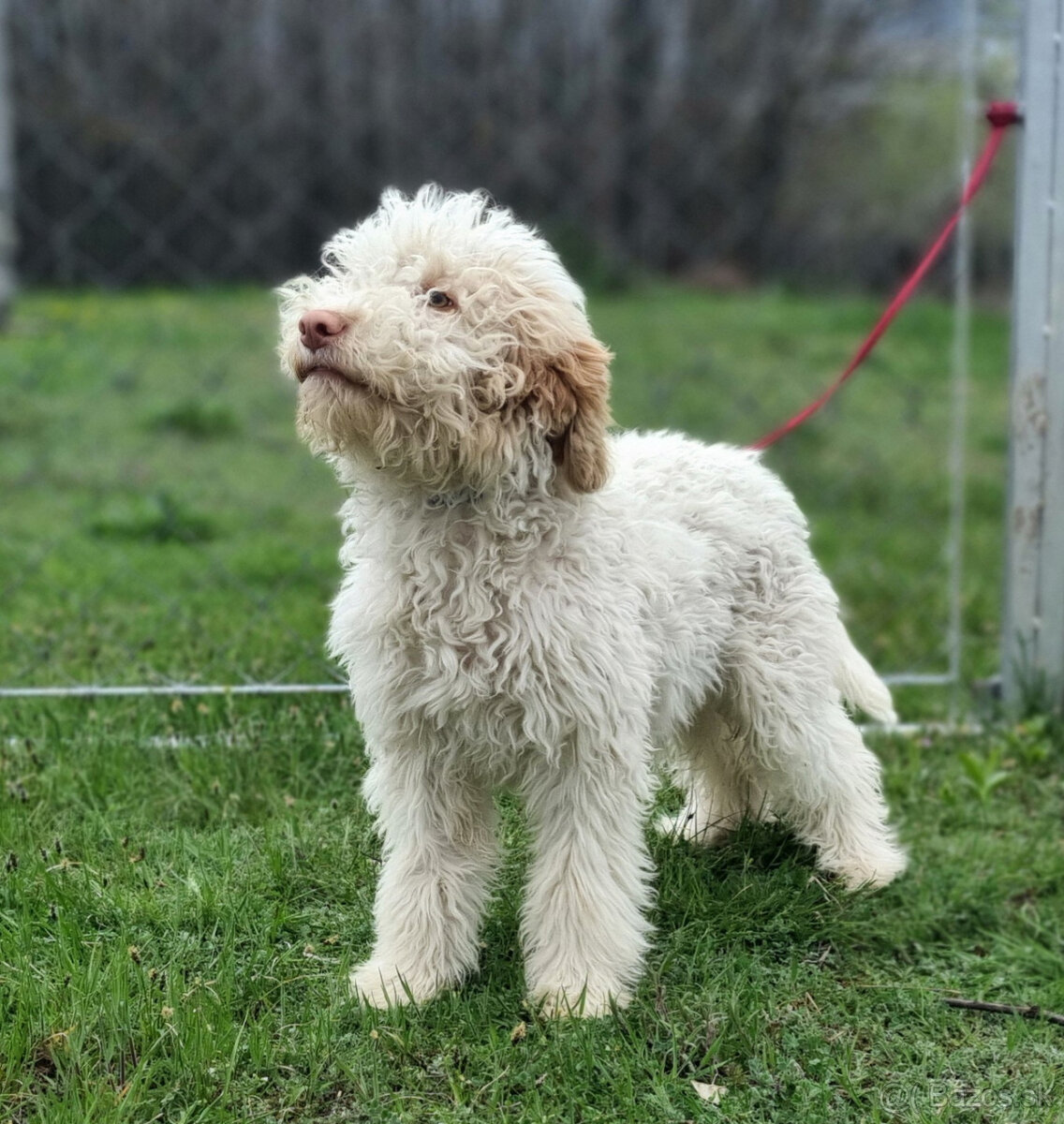 Lagotto Romagnolo steniatko s PP papiermi