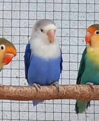 Agapornis fischeri samček