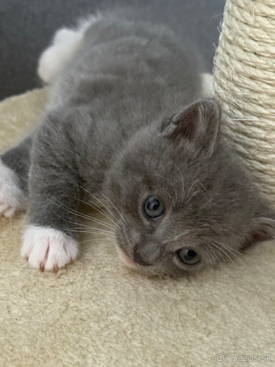 🐾 Na predaj krásne, prítulné mačiatka