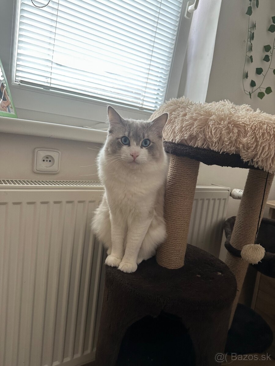 Ragdoll