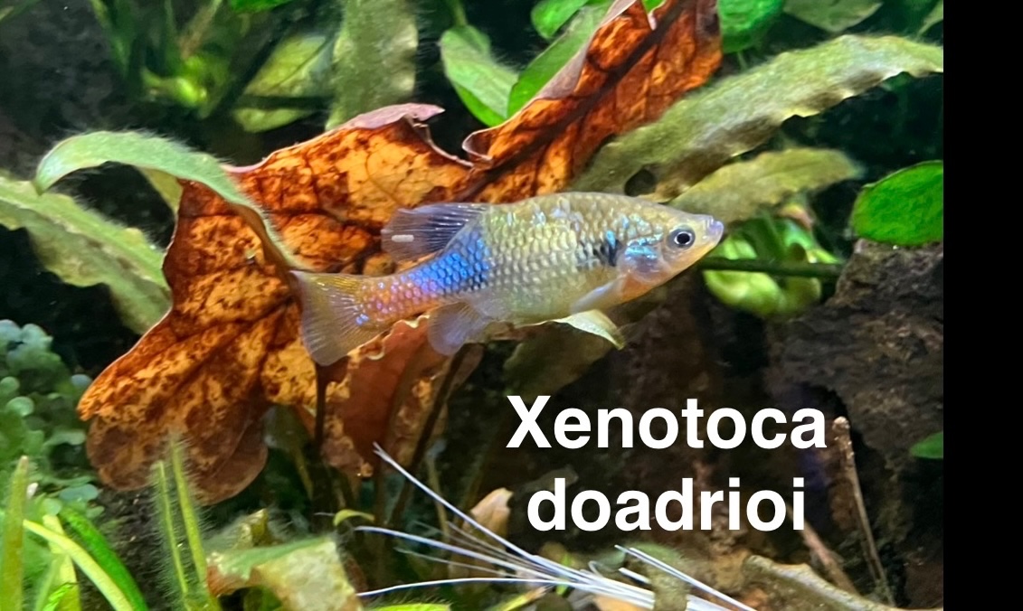 DIVOKÉ ŽIVORODKY