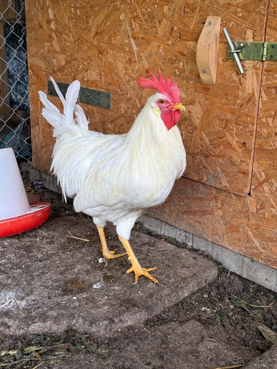 Leghorn a Amrox