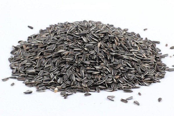 Slnečnica pásikavá veľká - zber 2025, suchá a čistá