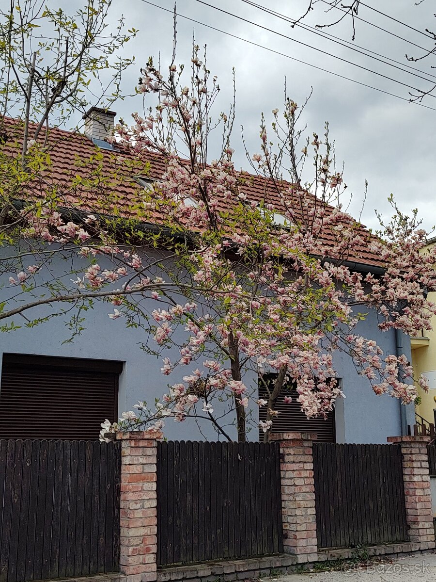 Predám starší rodinný dom v Stupave