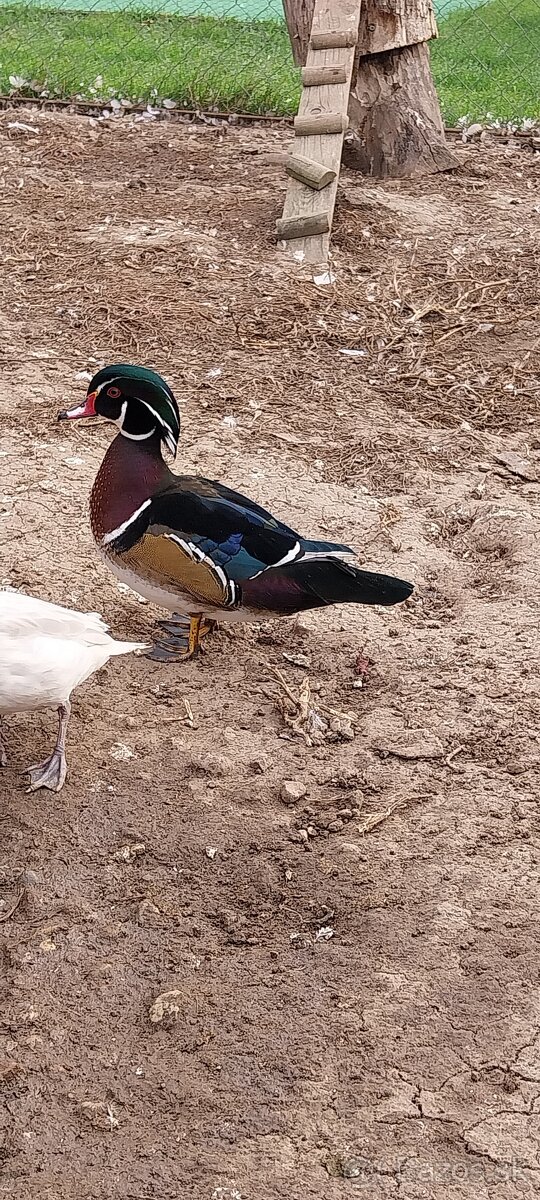 Káčer karolinsky,mandarinsky