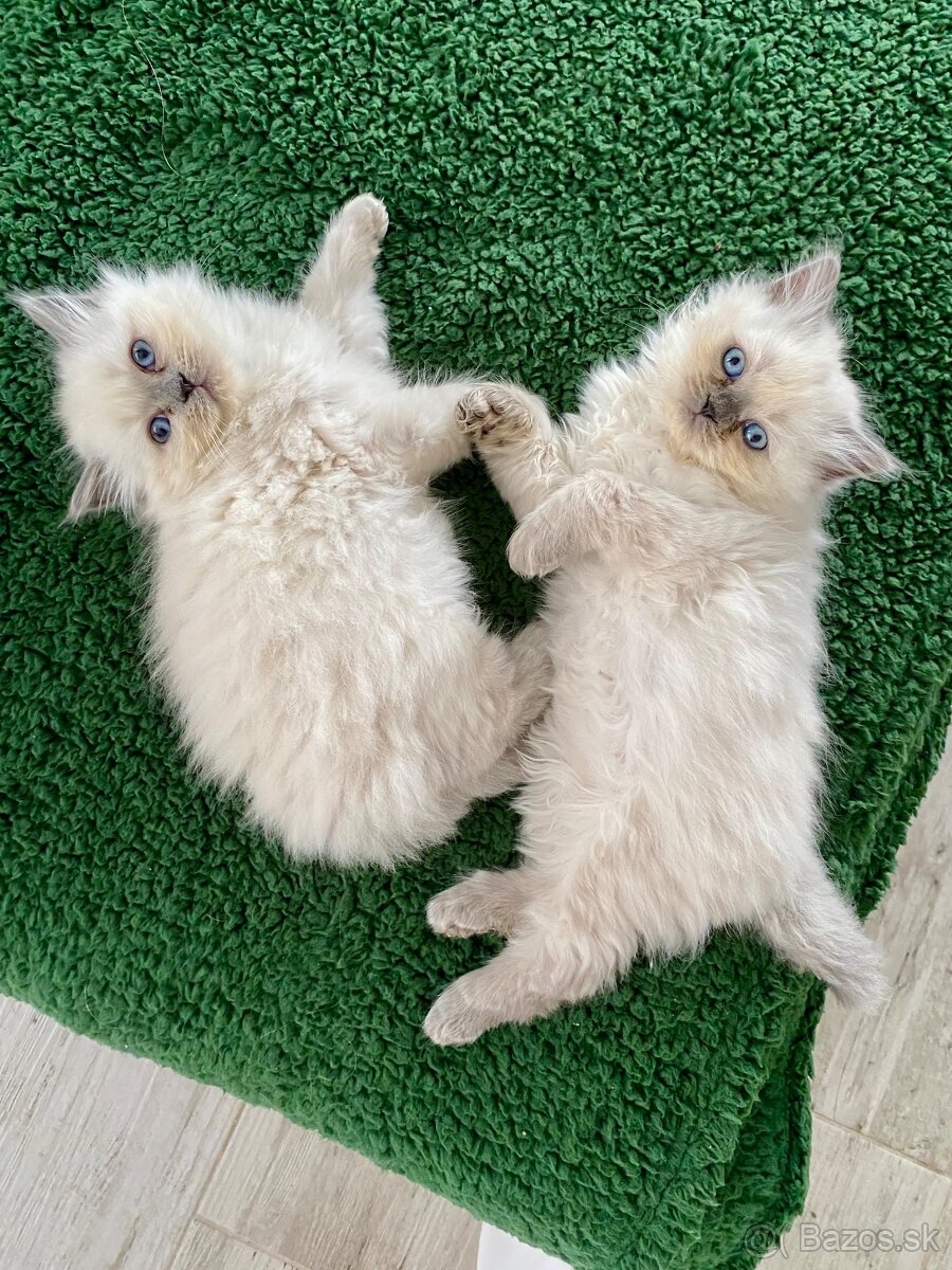 Mačiatko ragdoll